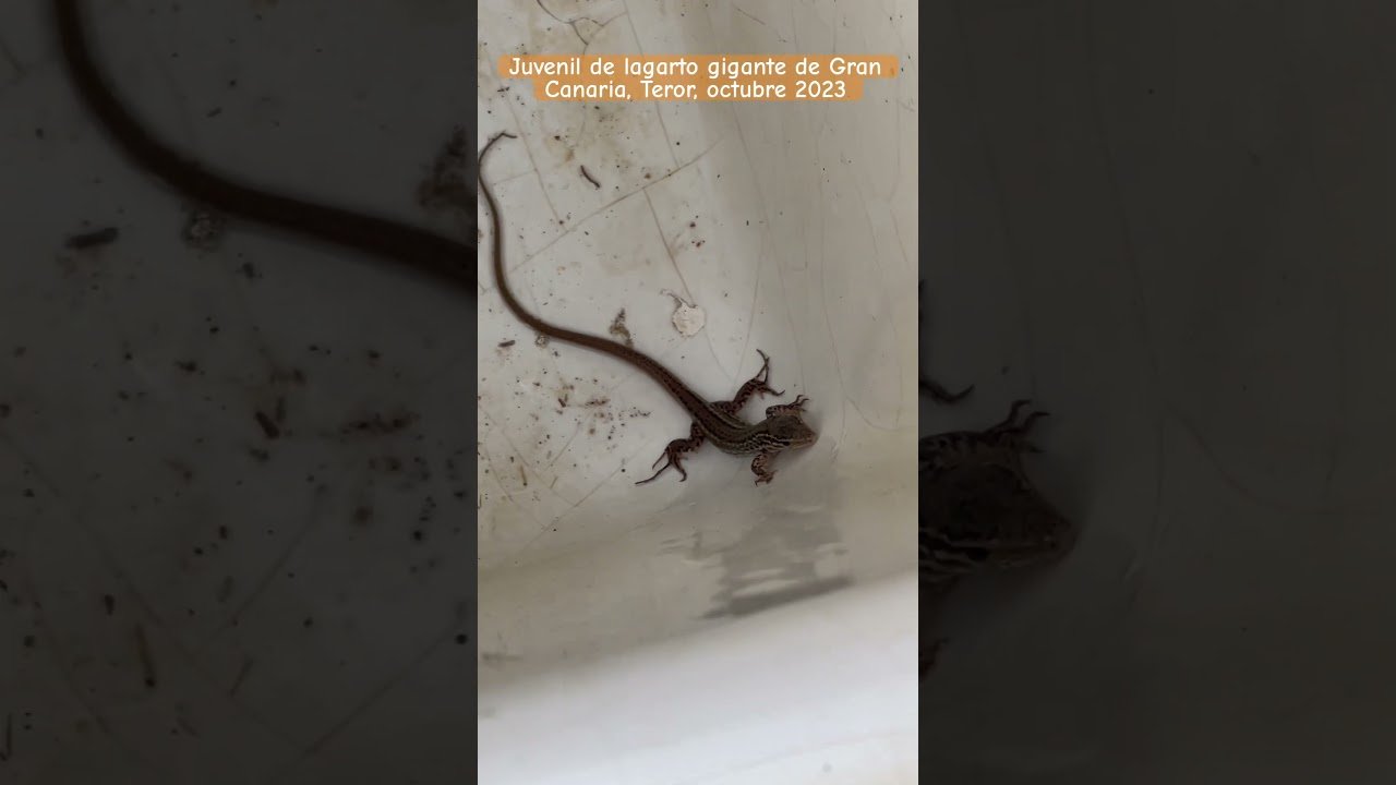 Cómo elegir el tamaño adecuado para la casa de tu reptil sin riesgos de escapes