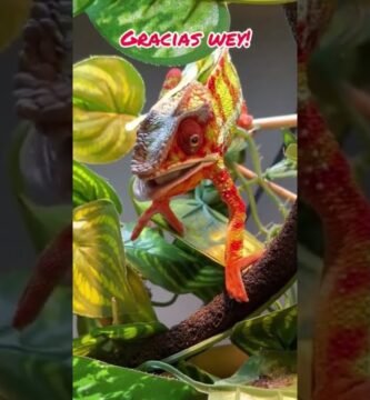 Cómo preparar comida casera para reptiles domésticos en clima tropical