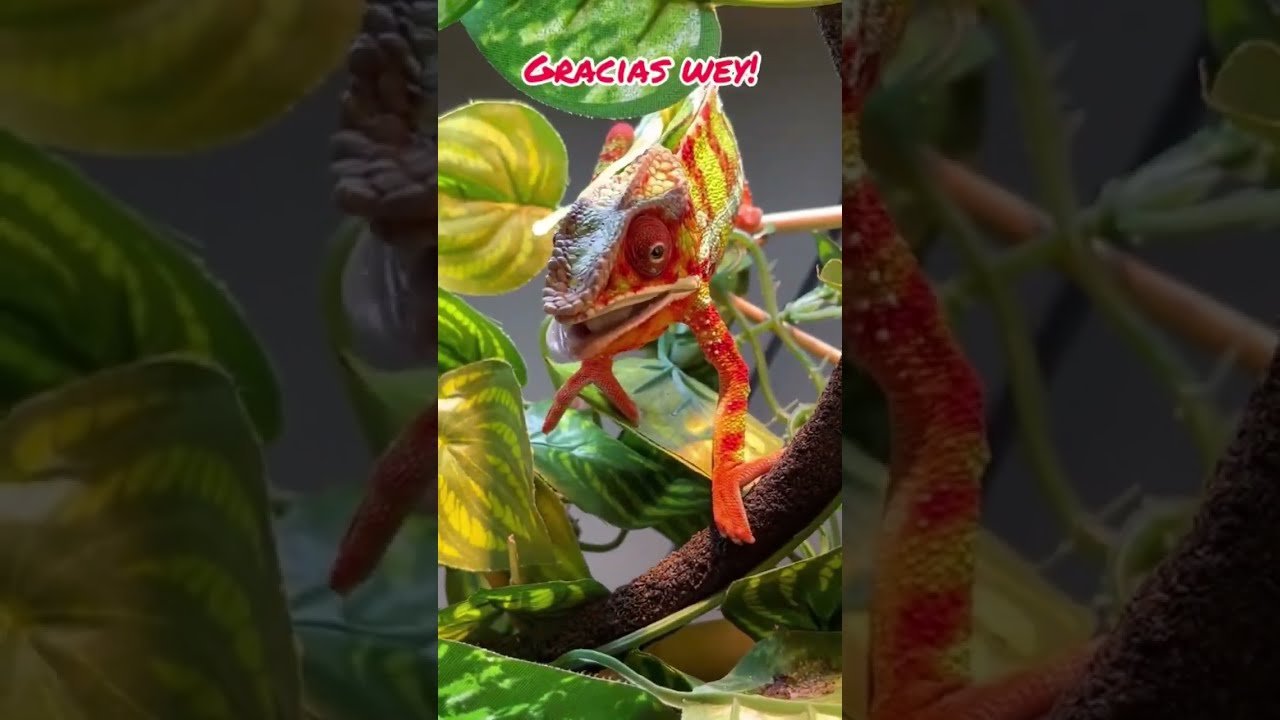 Cómo preparar comida casera para reptiles domésticos en clima tropical