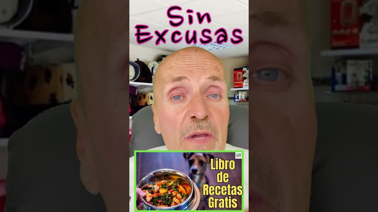 Cómo preparar comida casera para reptiles domésticos en verano