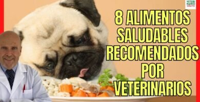 Cómo preparar comida casera para reptiles domésticos explicada por veterinarios