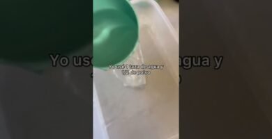 Cómo preparar comida casera para reptiles domésticos según su etapa de vida