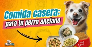 Cómo preparar comida casera para reptiles domésticos sin afectar su digestión