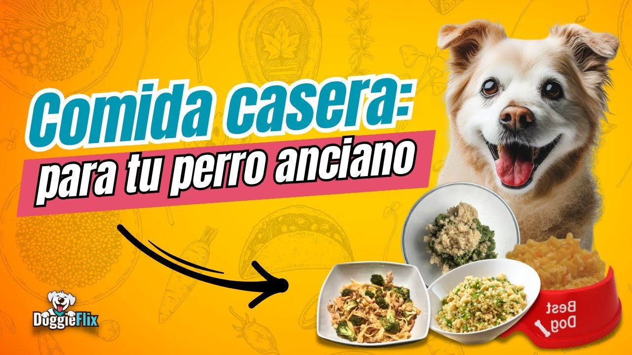 Cómo preparar comida casera para reptiles domésticos sin afectar su digestión