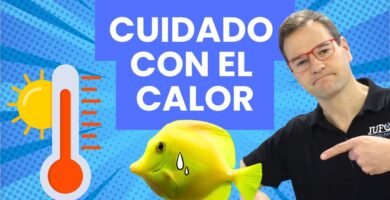 Consejos para mantener la temperatura ideal del terrario en verano