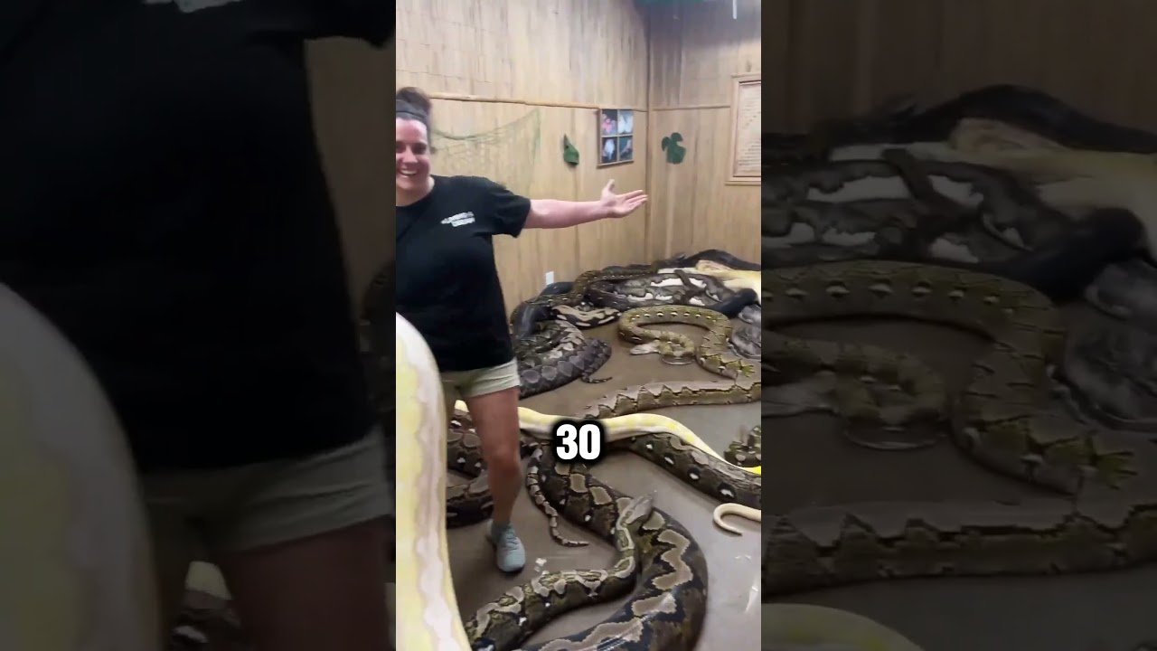 Fertilización en reptiles: conceptos básicos con bajo presupuesto