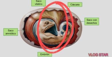 Fertilización en reptiles: conceptos básicos con incubadora artificial