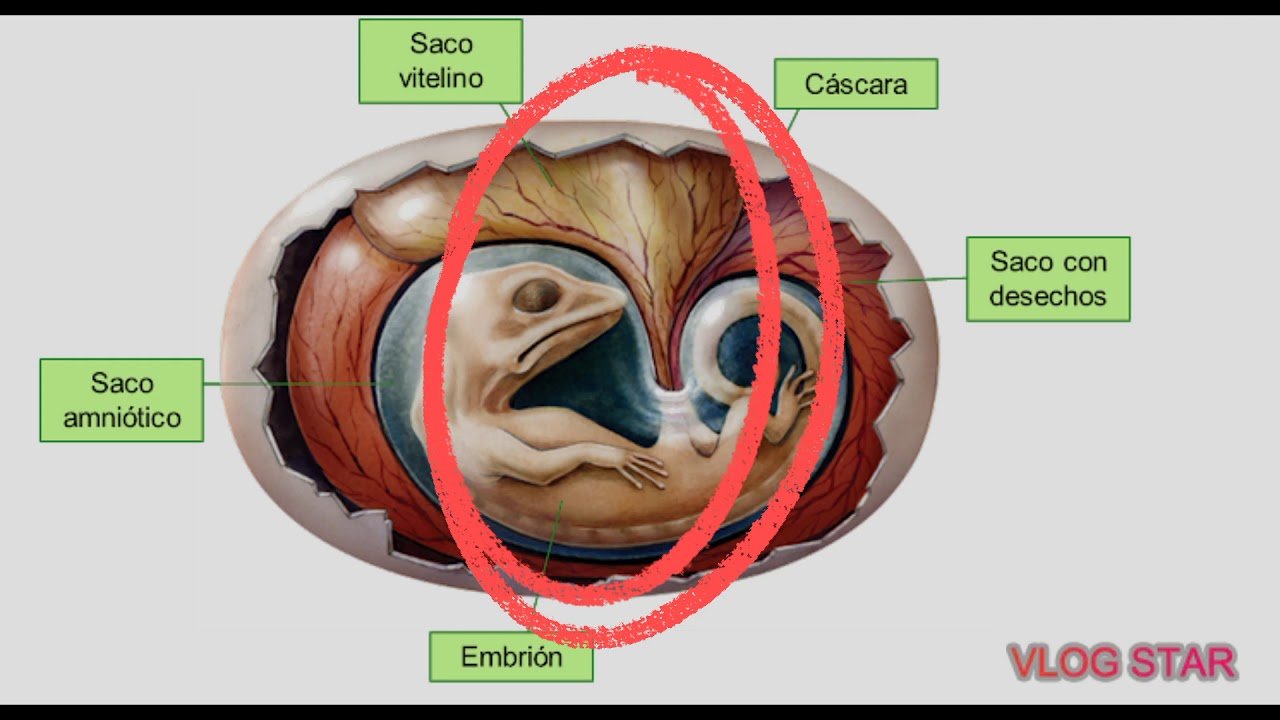 Fertilización en reptiles: conceptos básicos con incubadora artificial