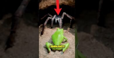 Fertilización en reptiles: conceptos básicos durante todo el año