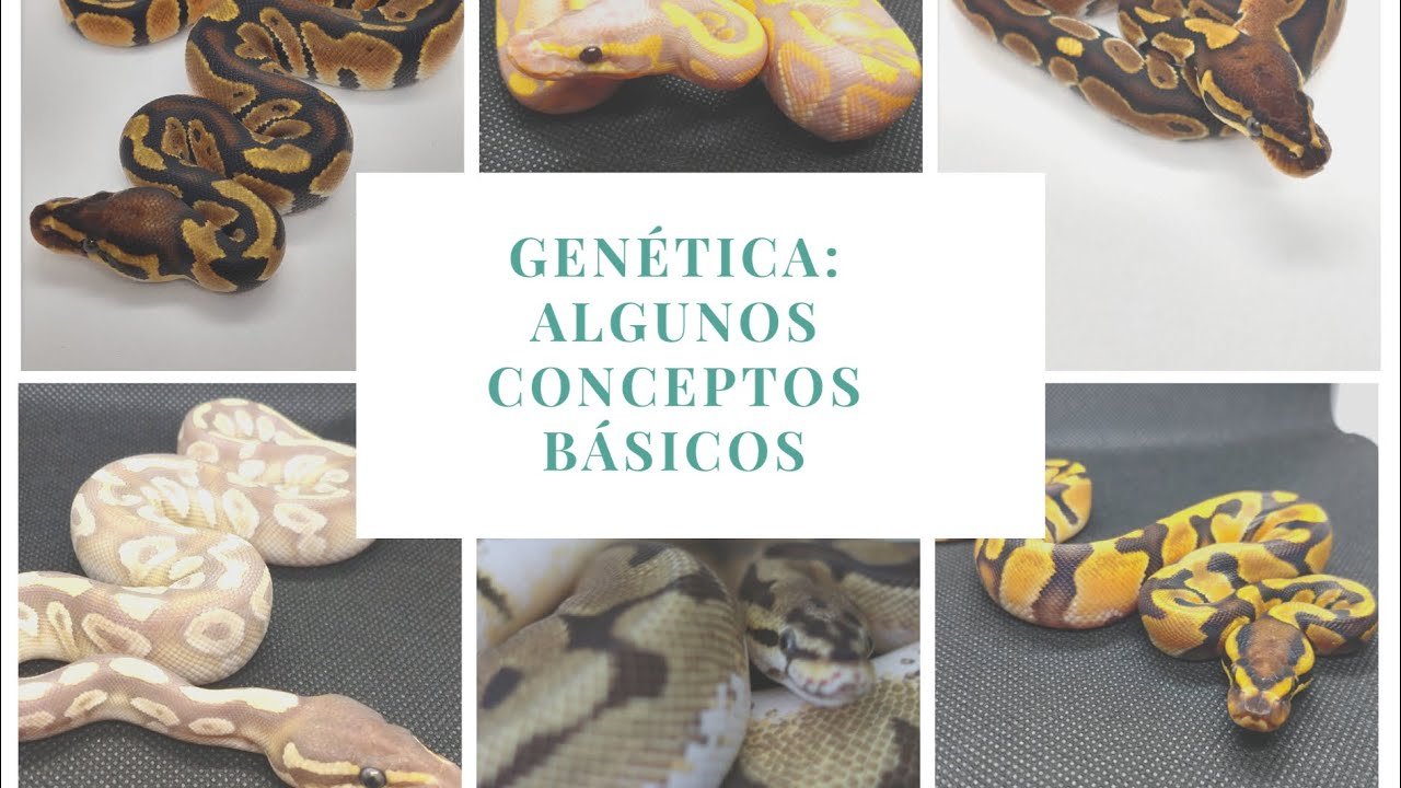 Fertilización en reptiles: conceptos básicos en clima tropical