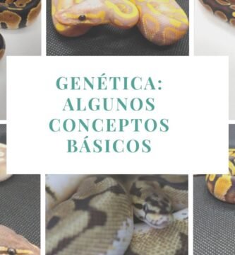 Fertilización en reptiles: conceptos básicos en interiores