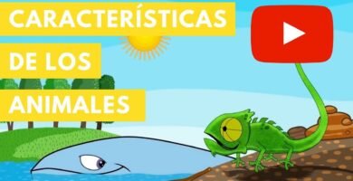 Fertilización en reptiles: conceptos básicos para camaleones
