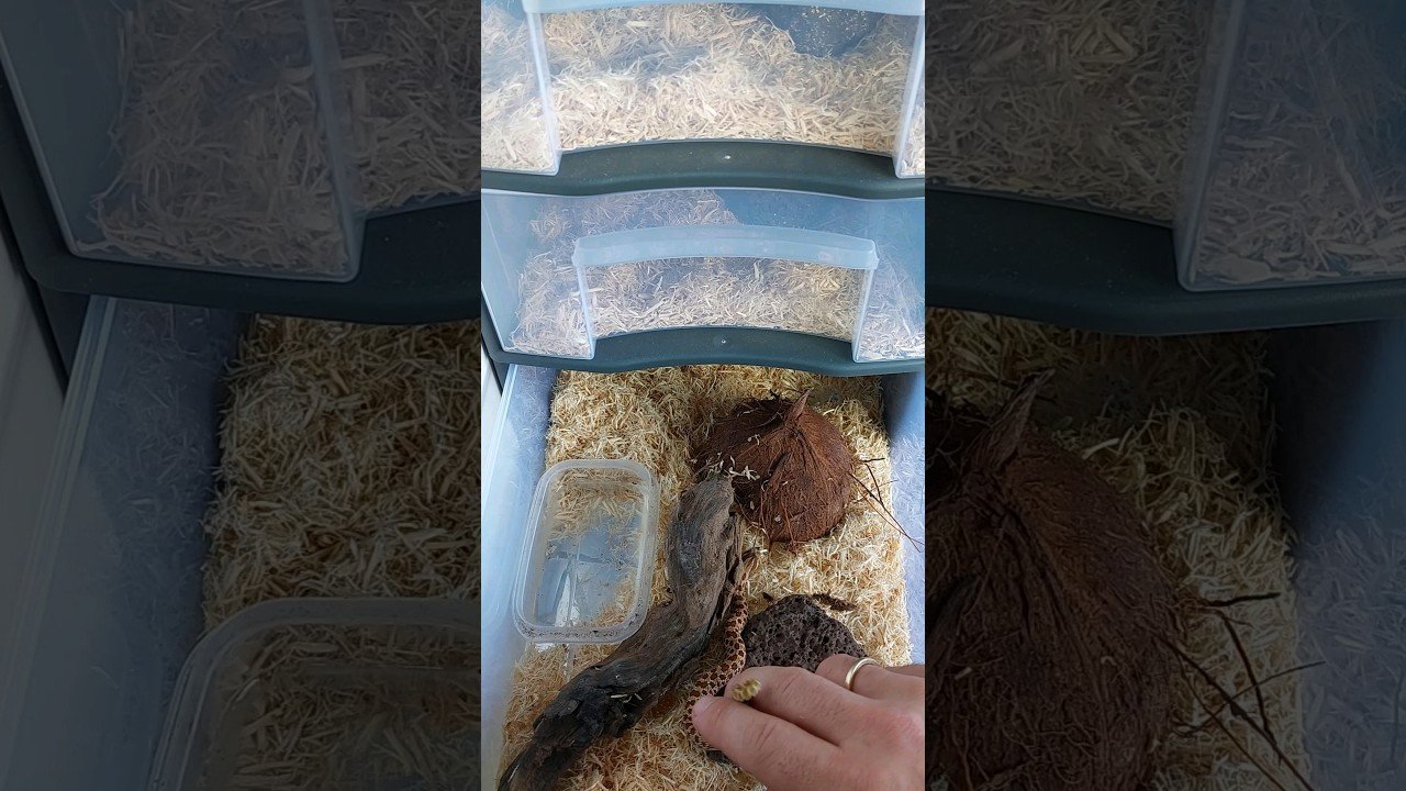 Fertilización en reptiles: conceptos básicos para serpientes