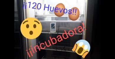 Fertilización en reptiles: conceptos básicos sin incubadora