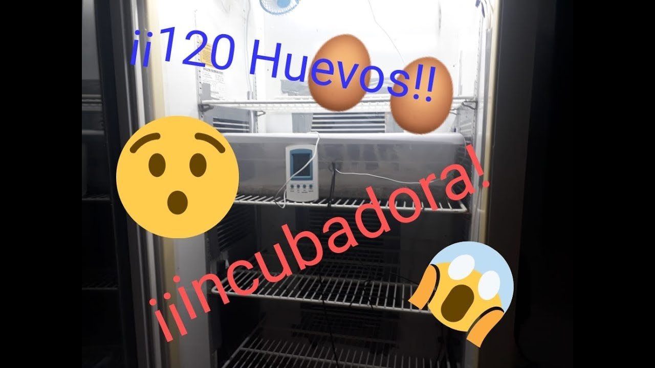 Fertilización en reptiles: conceptos básicos sin incubadora