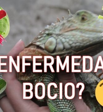 Mi reptil no se mueve: causas posibles con alimentación especial