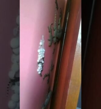 Mi reptil no se mueve: causas posibles desde casa
