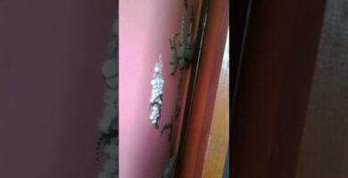 Mi reptil no se mueve: causas posibles durante la noche