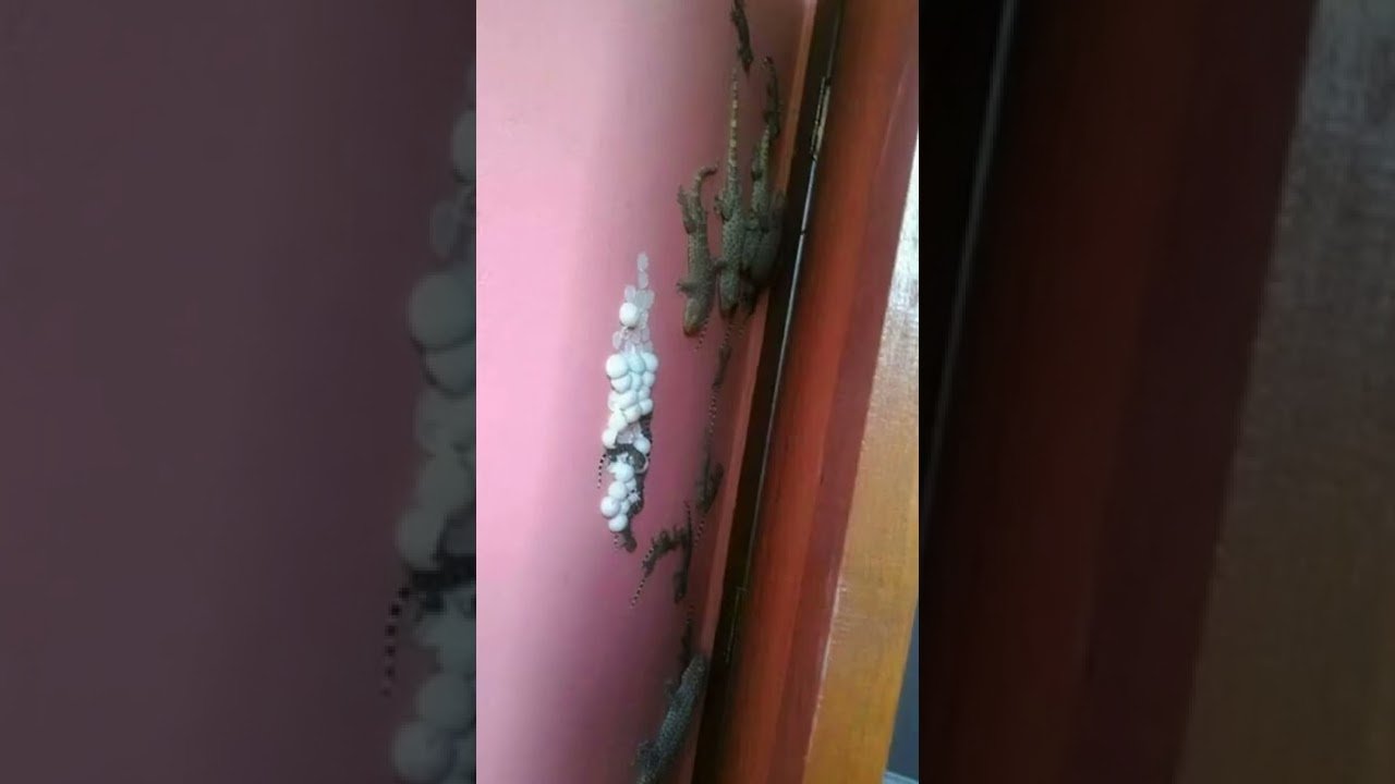 Mi reptil no se mueve: causas posibles durante la noche