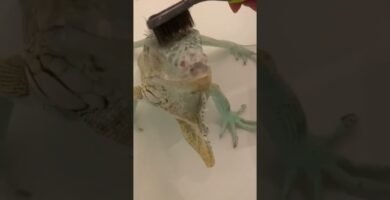 Mi reptil no se mueve: causas posibles en climas cálidos