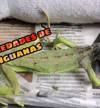 Mi reptil no se mueve: causas posibles en época de muda