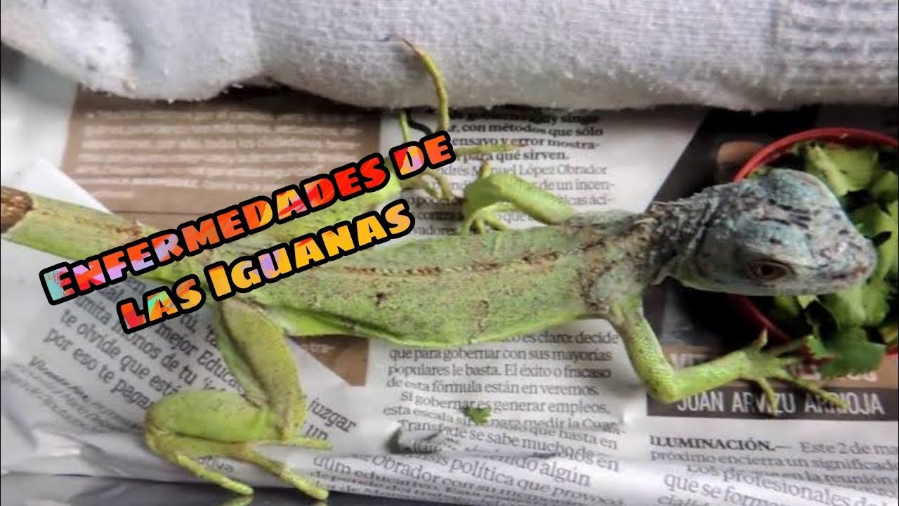 Mi reptil no se mueve: causas posibles en época de muda