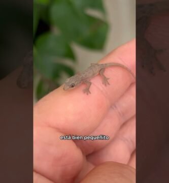 Mi reptil no se mueve: causas posibles en espacios pequeños