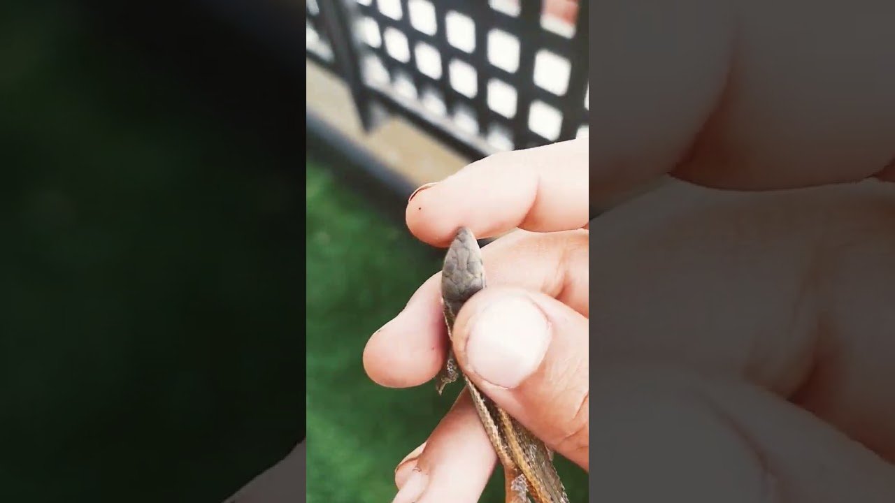 Mi reptil no se mueve: causas posibles explicado paso a paso