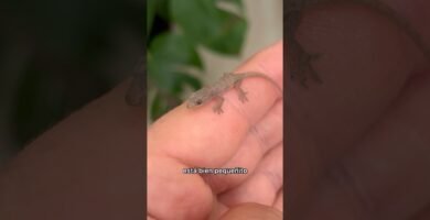 Mi reptil no se mueve: causas posibles para niños