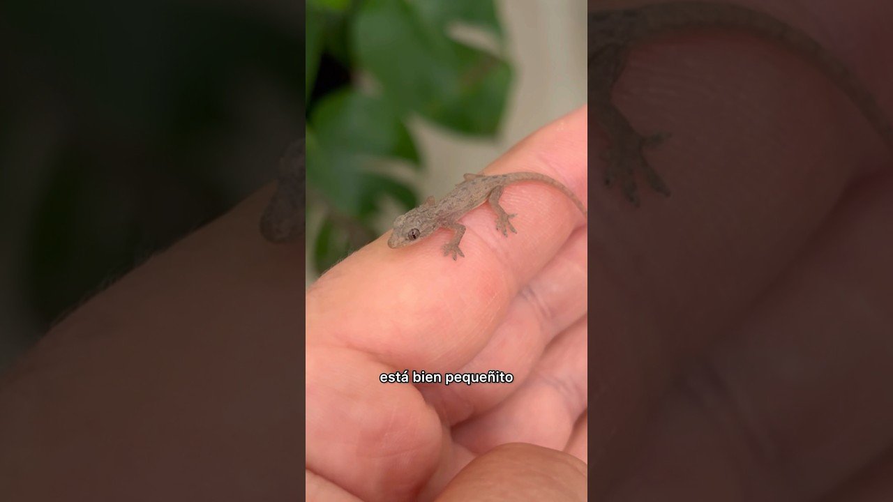 Mi reptil no se mueve: causas posibles para niños