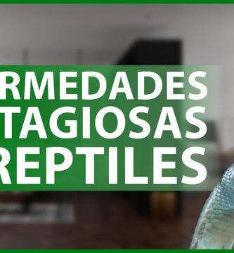 Mi reptil no se mueve: causas posibles por edad