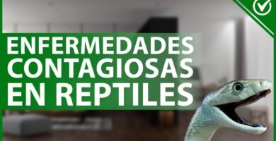 Mi reptil no se mueve: causas posibles por edad