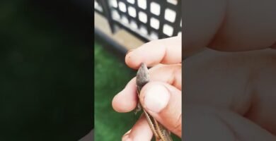 Mi reptil no se mueve: causas posibles y cómo solucionarlo