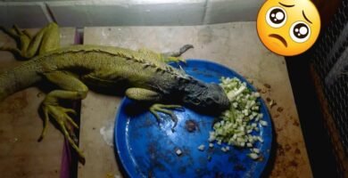 Mi reptil no se mueve: causas posibles y su adaptación