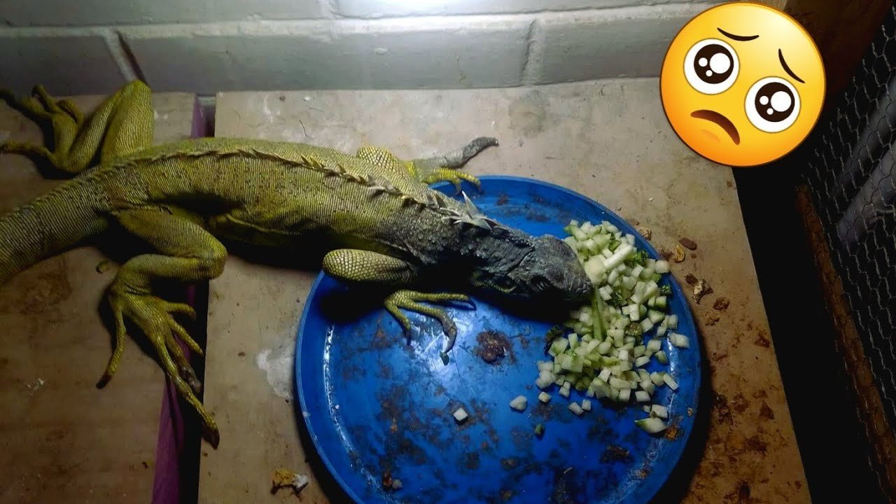 Mi reptil no se mueve: causas posibles y su adaptación