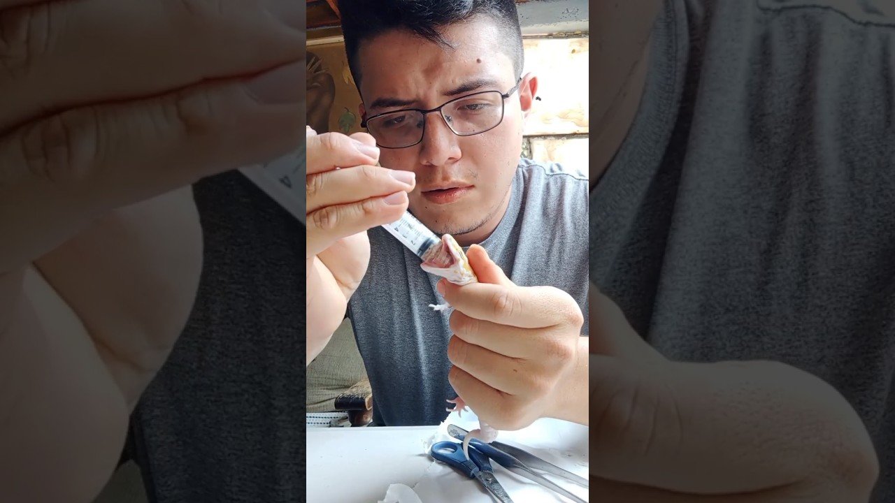 Qué hacer si tu reptil no quiere comer cuando están enfermos