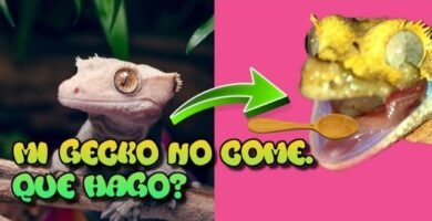 Qué hacer si tu reptil no quiere comer en climas fríos