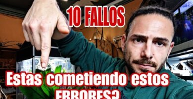 Qué hacer si tu reptil no quiere comer para camaleones