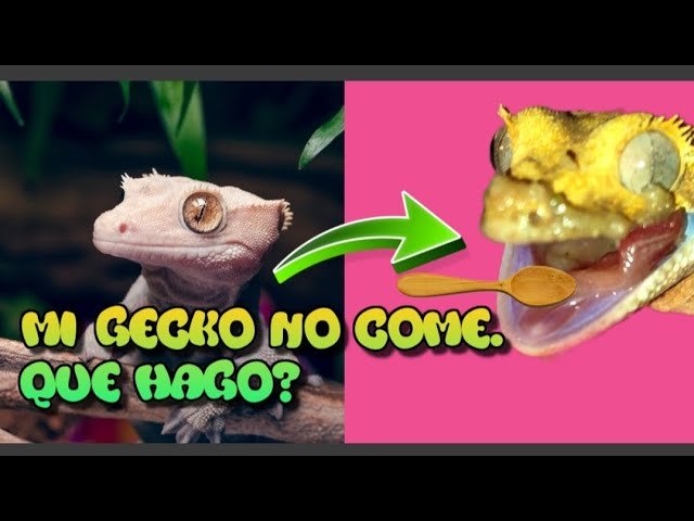 Qué hacer si tu reptil no quiere comer para geckos