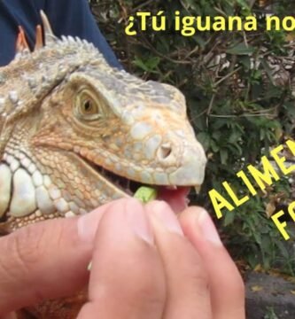 Qué hacer si tu reptil no quiere comer para iguanas