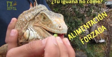Qué hacer si tu reptil no quiere comer para iguanas