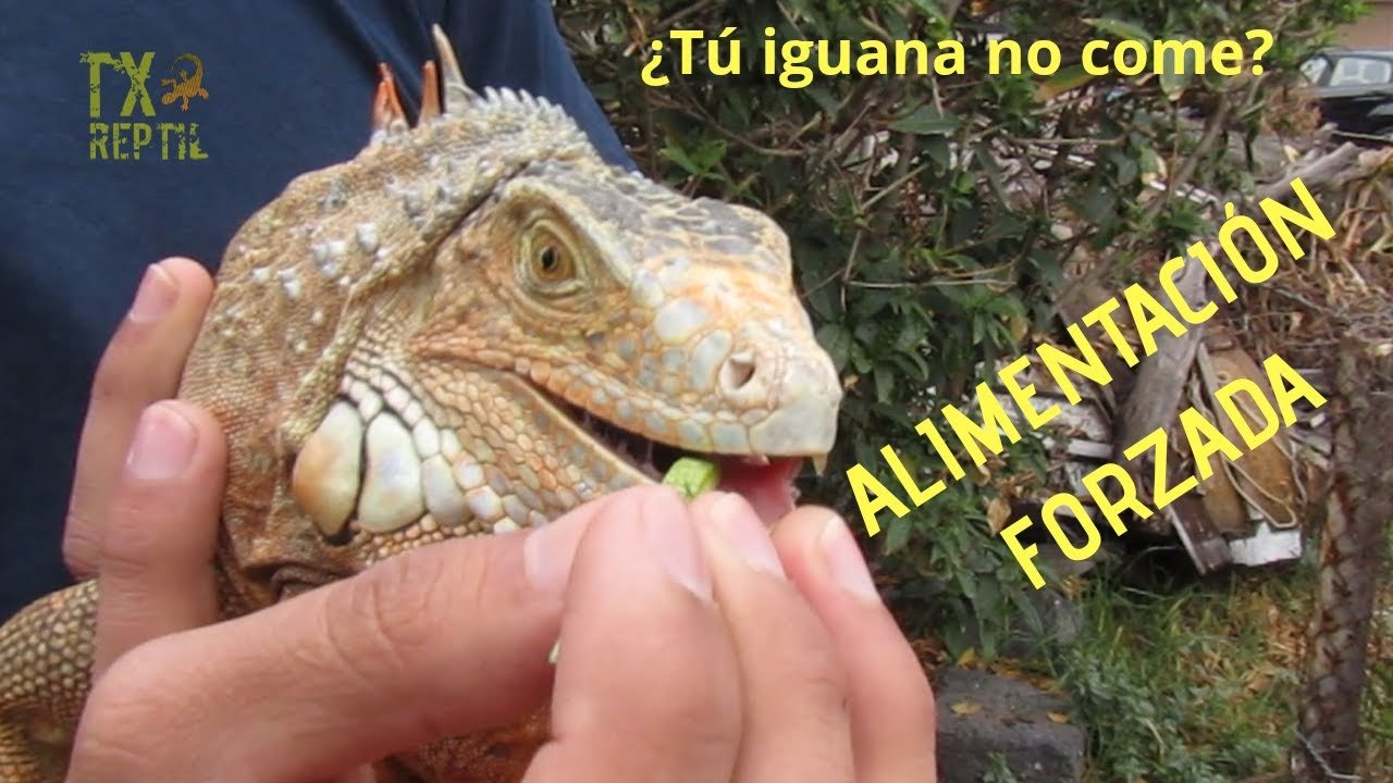 Qué hacer si tu reptil no quiere comer para iguanas