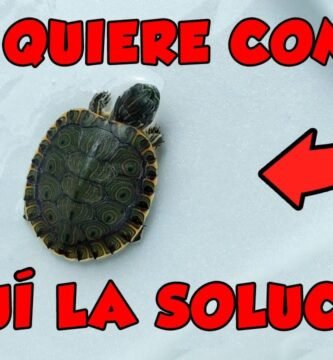 Qué hacer si tu reptil no quiere comer para tortugas