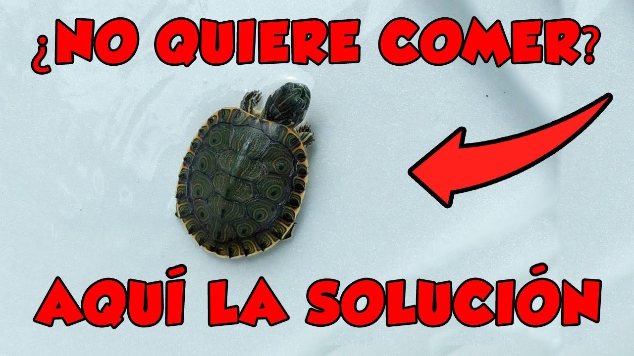 Qué hacer si tu reptil no quiere comer para tortugas