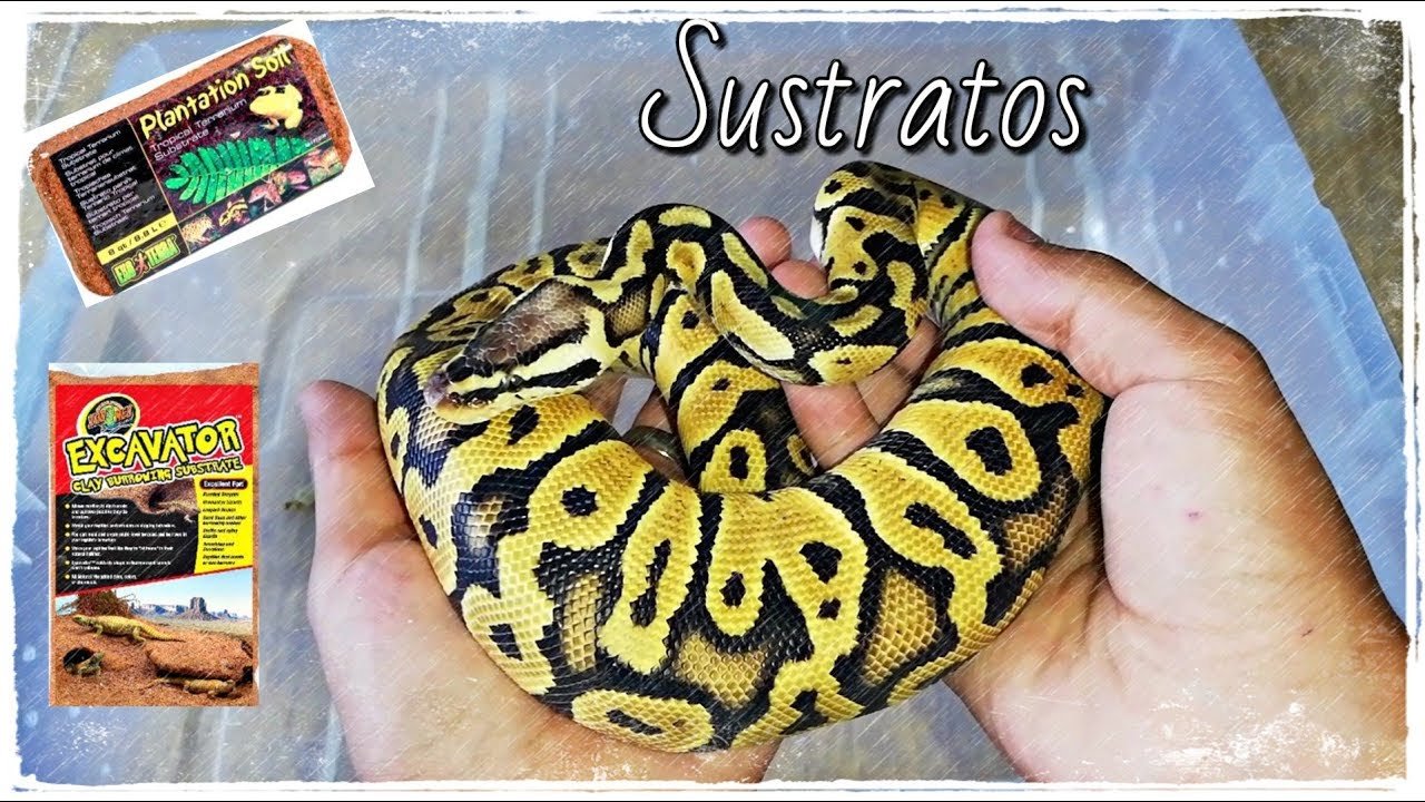 Qué tipo de sustrato es mejor para casas de reptiles en climas cálidos