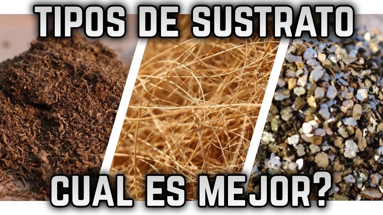 Qué tipo de sustrato es mejor para casas de reptiles paso a paso