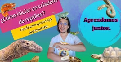 Reproducción controlada de reptiles en casa con bajo presupuesto