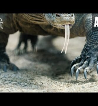 Reproducción controlada de reptiles en casa con temperatura controlada