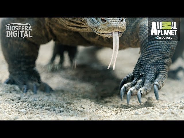 Reproducción controlada de reptiles en casa con temperatura controlada