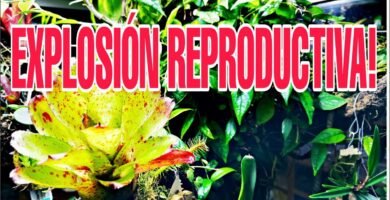 Reproducción controlada de reptiles en casa durante la primavera